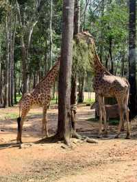 富國島🇻🇳Vinpearl Safari Phú Quốc：近距離探索野生動物的最佳體驗