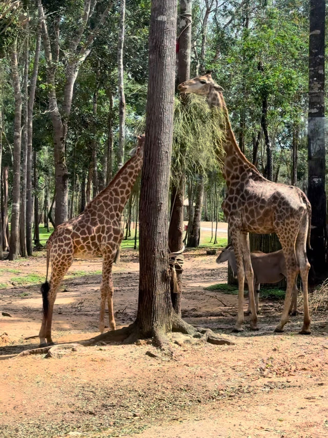 富國島🇻🇳Vinpearl Safari Phú Quốc：近距離探索野生動物的最佳體驗