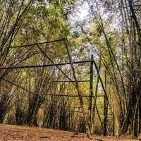 Have you ever been in this Bamboo Forest?