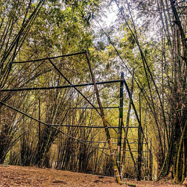 Have you ever been in this Bamboo Forest?