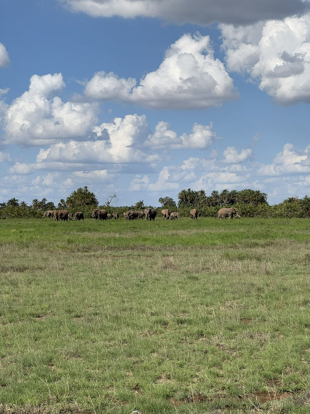 Animals in Amboseli National Park 🇰🇪