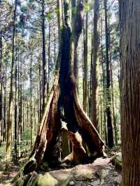 巧遇夢幻的斜射光及雲海在加里山