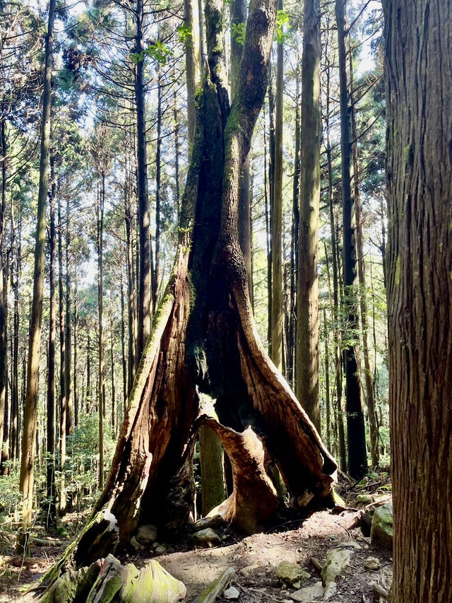 巧遇夢幻的斜射光及雲海在加里山