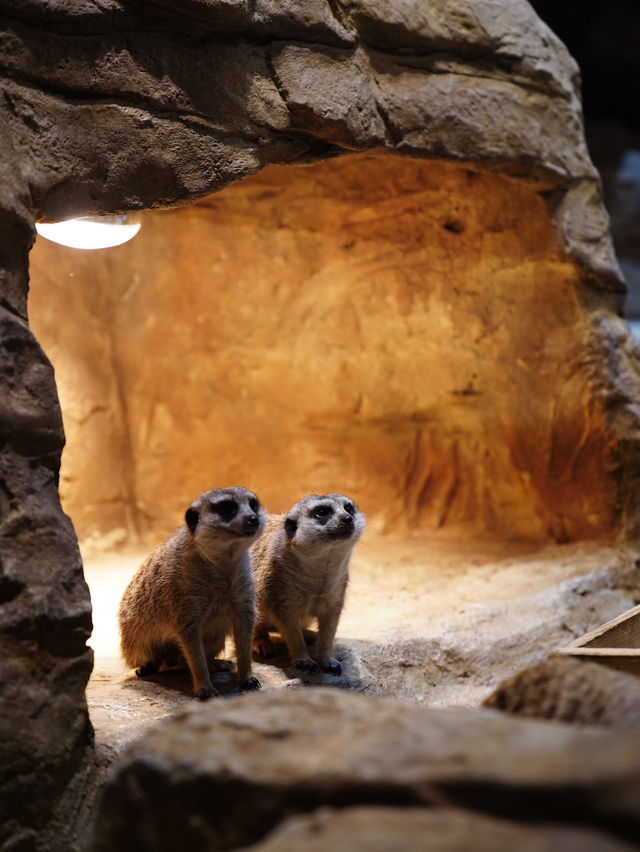 韓國｜韓國竟然有室內動物園，超近距離與小動物互動！