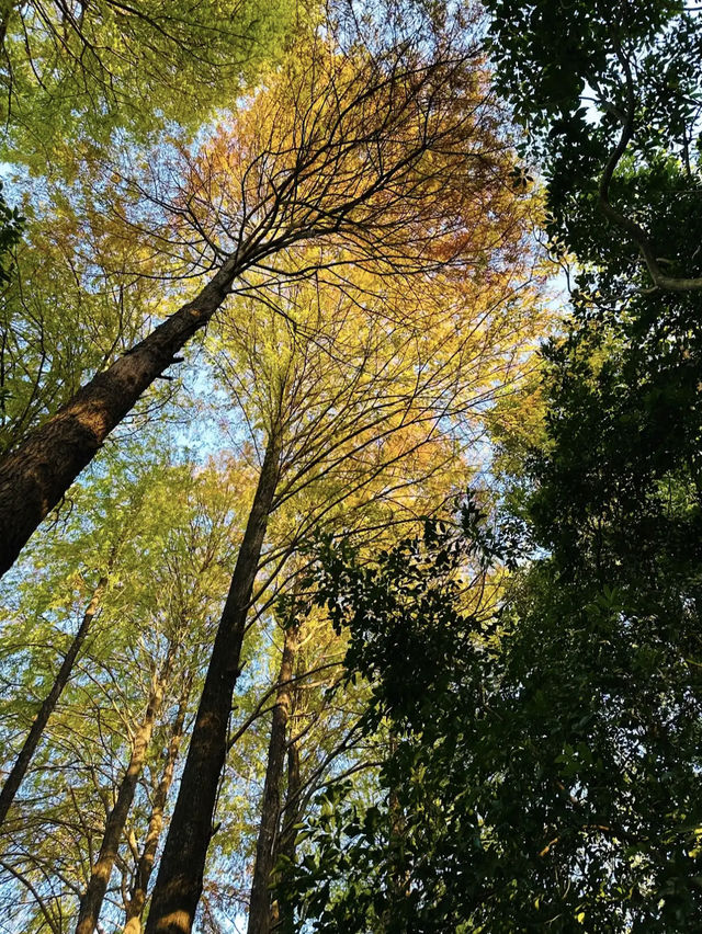 Xianhu Botanical Garden