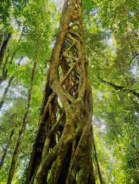 Journey Through Nature’s Wonderland: Warrie Circuit Adventure 🌿🌿