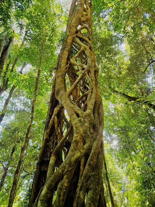 Journey Through Nature’s Wonderland: Warrie Circuit Adventure 🌿🌿