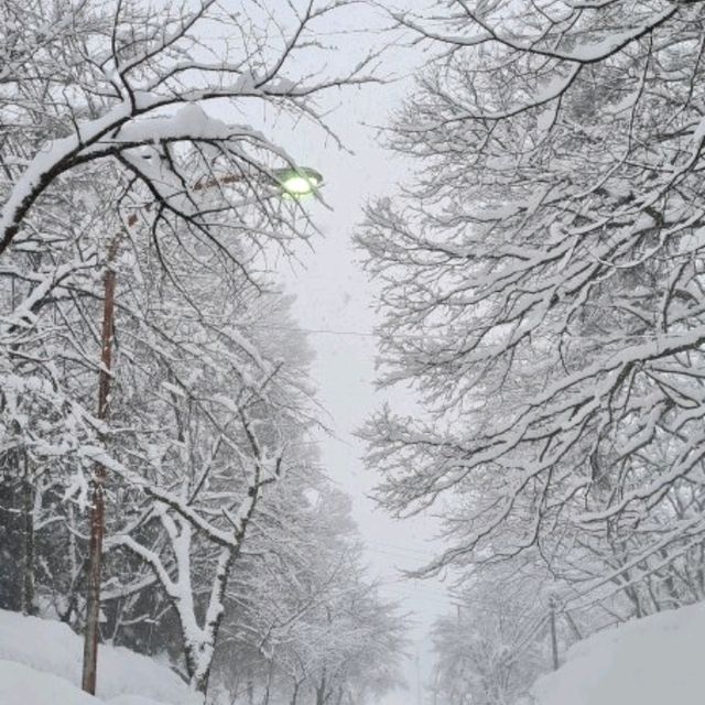 Forget about Hokkaido, come here instead!! 