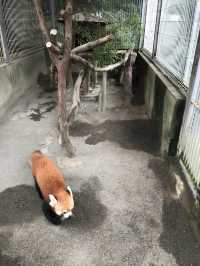 【伊豆🪼】熱川バナナワニ園に行ってみた😆