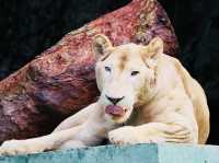 Experience the beauty of wildlife at Zoo Negara