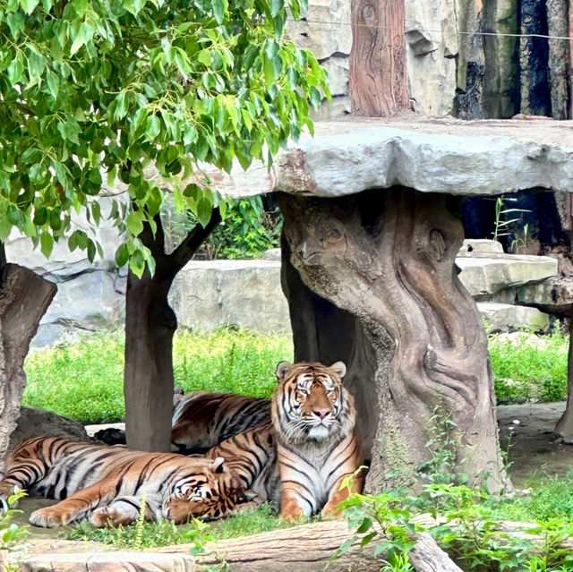 江戶川區自然動物園：在動物世界裡玩得不亦樂乎！ 🐘🐨🐅