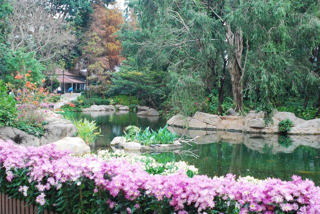 Bouquets of Delight — Spring Bloom in Hong Kong Park