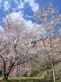 新竹旅遊-尖石鄉-萬里山園