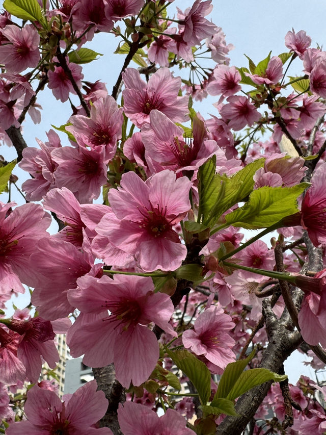 大阪中大江公園的櫻花絕景 🌸