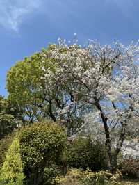 🌸 天王寺公園的櫻花：春天的絕景之旅 🌸
