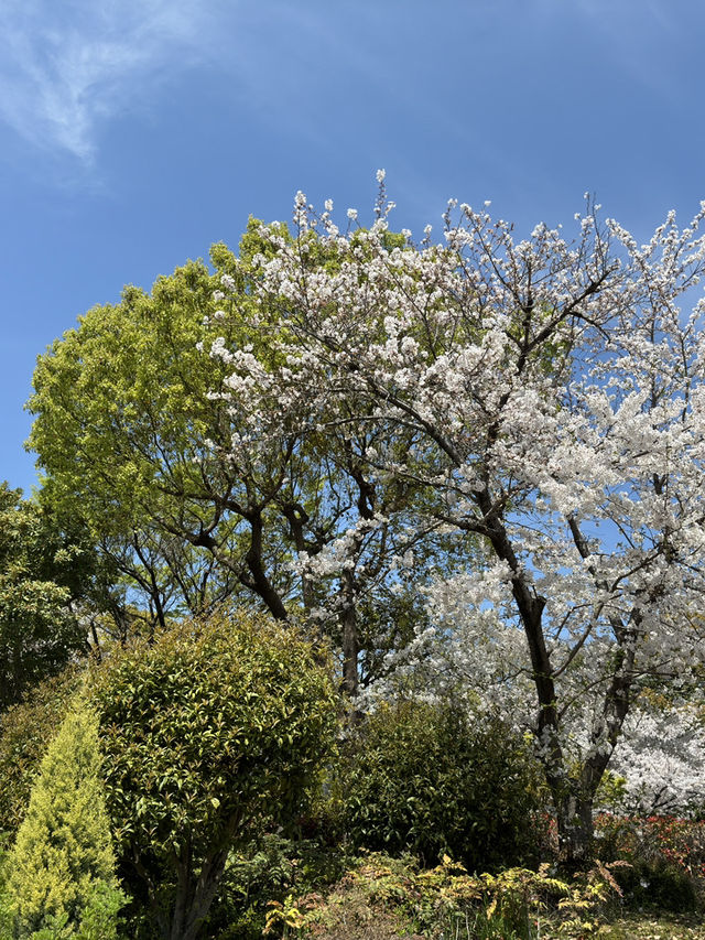 🌸 天王寺公園的櫻花：春天的絕景之旅 🌸
