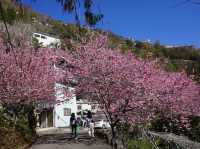 中巴陵櫻木花道櫻花美景