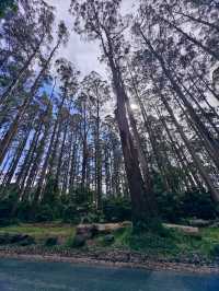 墨爾本蒸氣小火車 | Mt Dandenong