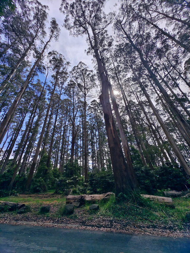 墨爾本蒸氣小火車 | Mt Dandenong