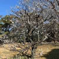 Hamarikyu Gardens (浜離宮恩賜庭園)
