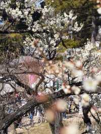 【横浜×大倉山公園梅林】 神奈川の梅の名所