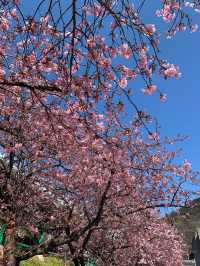 東京河津早櫻盛開的難忘之旅 🌸✨