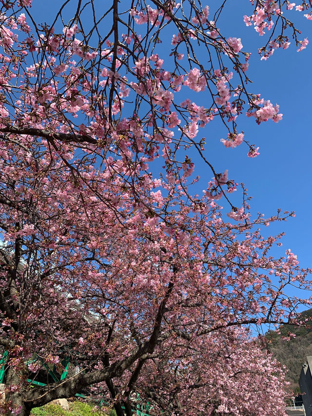 東京河津早櫻盛開的難忘之旅 🌸✨