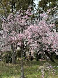 🌸大阪豐國神社的櫻花盛放：歷史與美景的完美交融🌸