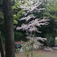 ～扇町公園～櫻花時光～