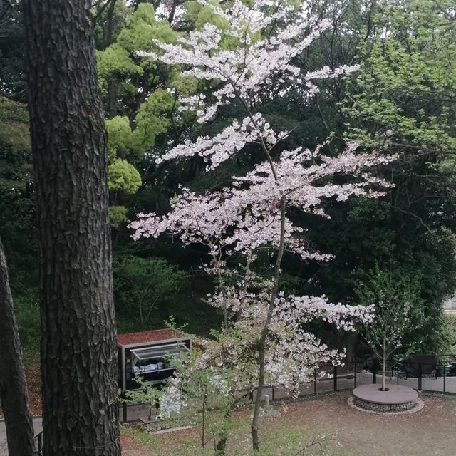 ～扇町公園～櫻花時光～