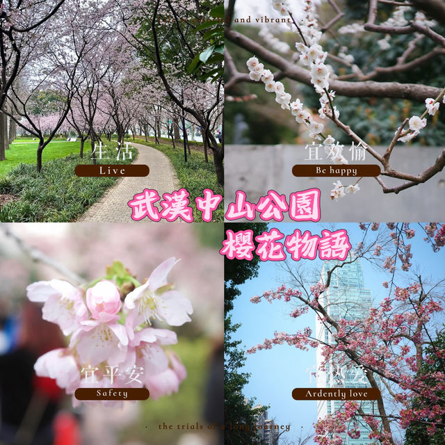 武漢中山公園~櫻花魅影