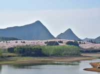 貴安櫻花園賞櫻美景