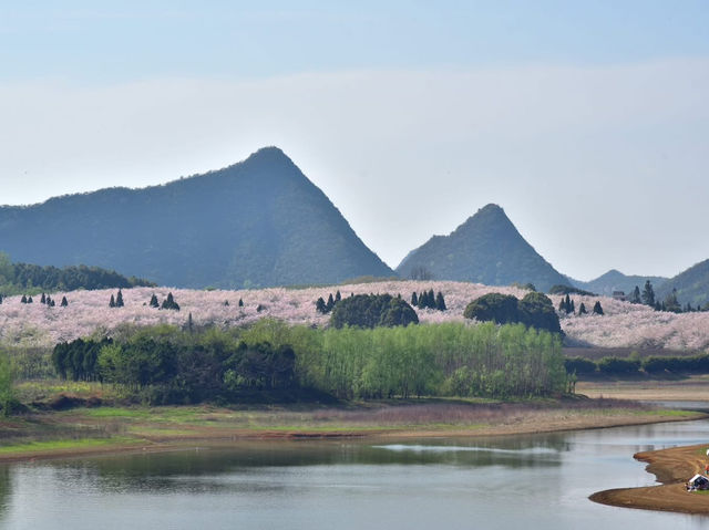 貴安櫻花園賞櫻美景