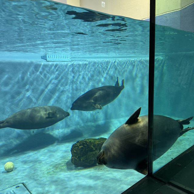 水族館好きな人は絶対に人生で1度は行くべき！色んな動物に出会える鳥羽水族館🥳💖
