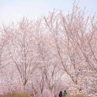 清鎮櫻花園•夢幻櫻花大道
