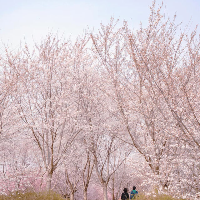 清鎮櫻花園•夢幻櫻花大道