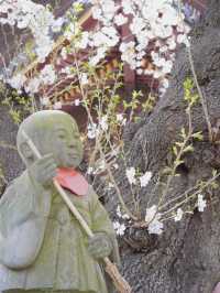 【東京×池上本門寺】 五重塔の参道に咲き乱れる桜が美しい