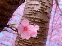 Catching the earliest Sakura !
