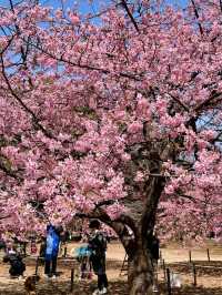 🌸 Sakura Blooming at Yoyogi Park 🌸