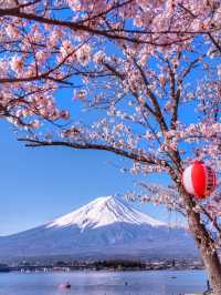 🌸【富士山櫻花季｜絕美打卡攻略】🌸