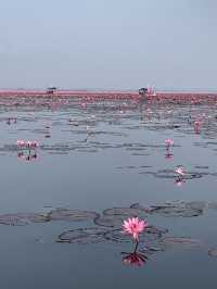 【タイ】一面ピンクの蓮の花が見れる湖【ウドンタニ】
