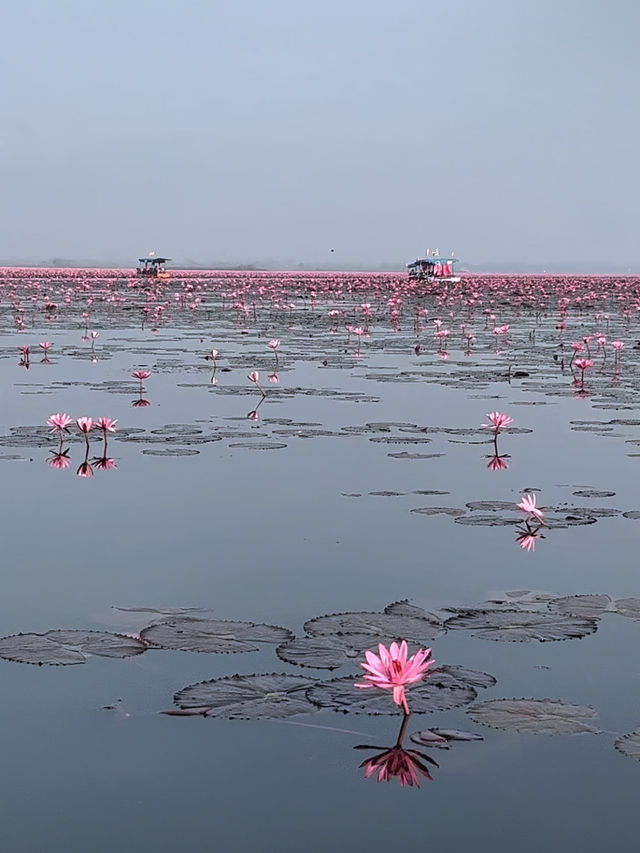 【タイ】一面ピンクの蓮の花が見れる湖【ウドンタニ】