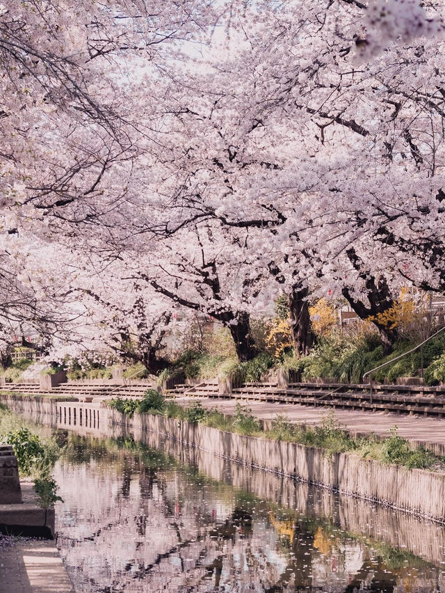 Chasing Sakura at Motoara River