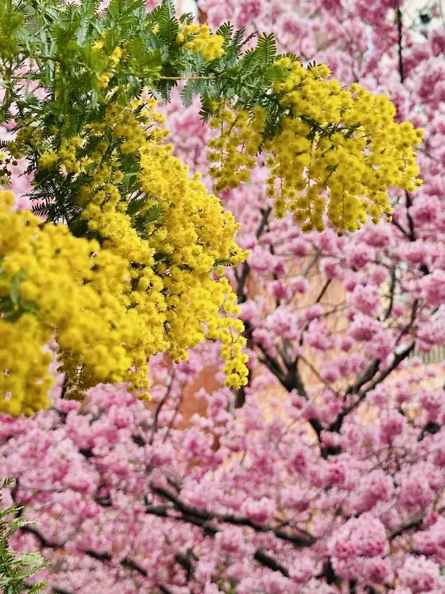 Mimosa & Kawazu Sakura: A Springtime Dream at Kuramae Shrine