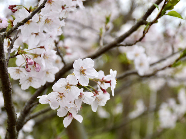 Cherry Blossoms at Tsurugaoka Hachimangu🌸