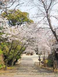 長崎賞櫻景點推薦 Omura Park大村公園