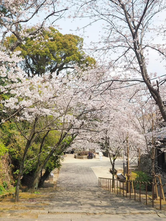 長崎賞櫻景點推薦 Omura Park大村公園