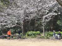 【大阪府】2025桜開花🌸　大阪桜スポット