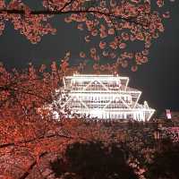 福岡 舞鶴公園春之天守閣夜櫻