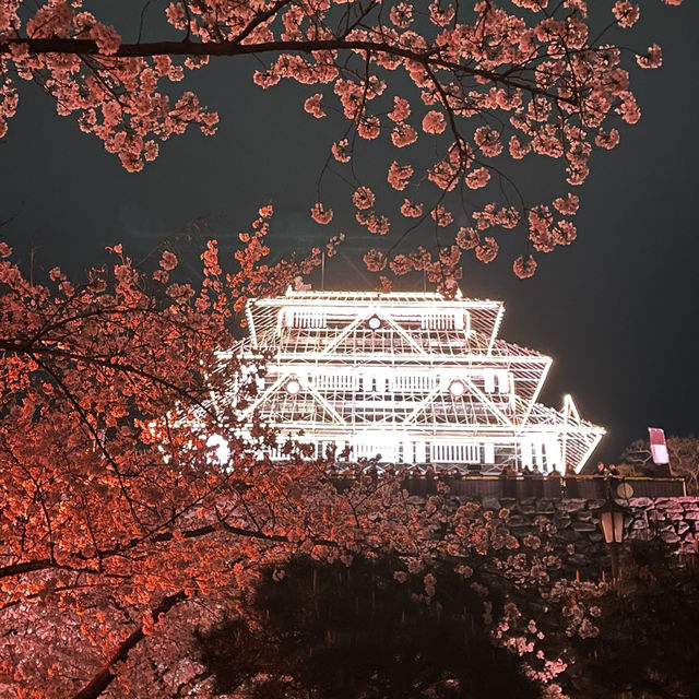 福岡 舞鶴公園春之天守閣夜櫻